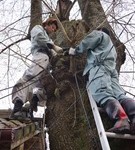 熊野神社桜のライトアップ開始