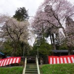 上黒川熊野神社花見会（欠席）