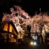 上黒川熊野神社桜の輝き