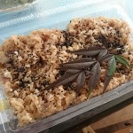 オーバーヒート気味