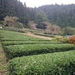 茶畑選定そして来客あり