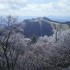 茶臼山高原に雪が舞う