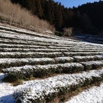 まだ雪化粧をする