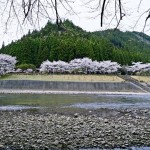 向こう岸に渡って桜の並木