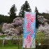 上黒川区桜まつりと熊野神社春祭り2016