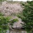 茶臼山高原芝桜まつりで団子屋さん