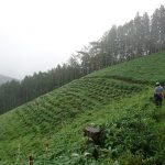 植林後のつぼ刈り、農林夕食会、エボ準備会