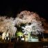 スマホで撮ってもとっても美しい夜桜