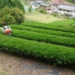 我が家の茶畑でお茶摘み195キロ