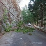 日が暮れる直前に道路倒木発生