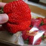 愛知東農協の巨大イチゴを食す