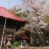 いち早く、富山地区の桜は満開